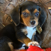 Beagle Puppy Kota