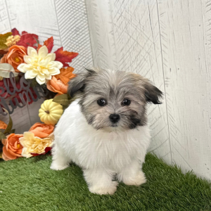 Havanese Puppy Unique