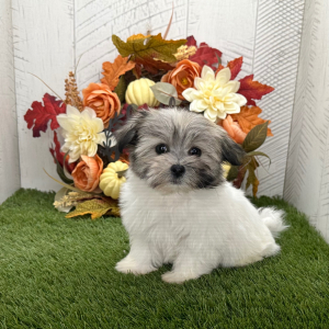 Havanese Puppy Unique
