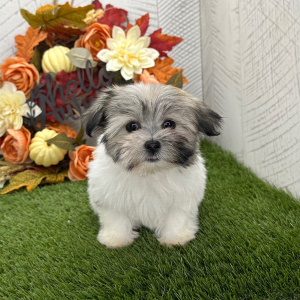 Havanese Puppy Unique