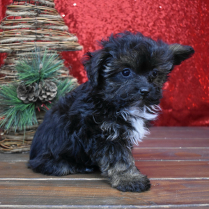 Yorkiepoo Puppy Kaia