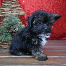 Yorkiepoo Puppy Kaia