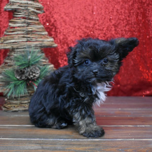 Yorkiepoo Puppy Kaia