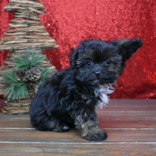 Yorkiepoo Puppy Kaia