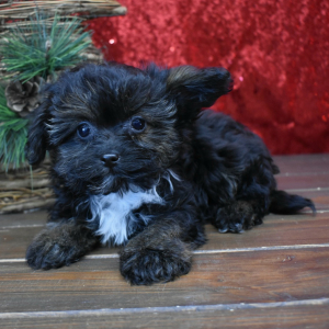 Yorkiepoo Puppy Kaia