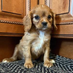 Cavalier King Charles Spaniel Puppy Millie