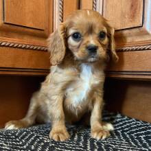 Cavalier King Charles Spaniel Puppy Millie