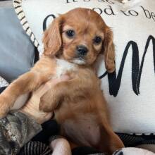 Cavalier King Charles Spaniel Puppy Millie
