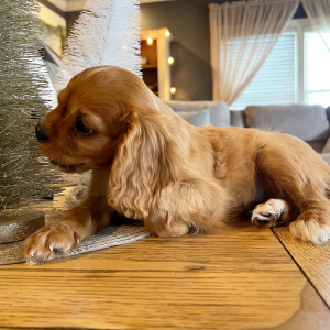 Cavalier King Charles Spaniel Puppy Millie