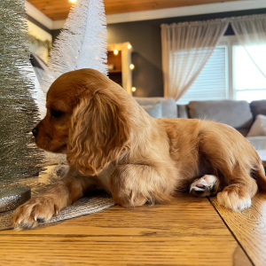 Cavalier King Charles Spaniel Puppy Millie