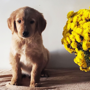 Golden Retriever Puppy Logan