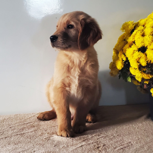 Golden Retriever Puppy Logan