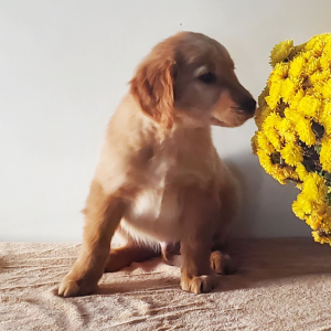 Golden Retriever Puppy Logan