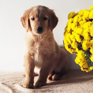 Golden Retriever Puppy Logan