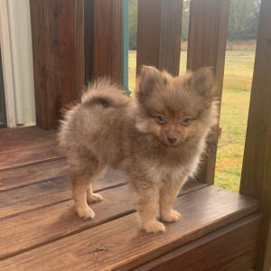 Pomeranian Puppy Anderson