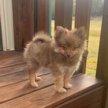 Pomeranian Puppy Anderson