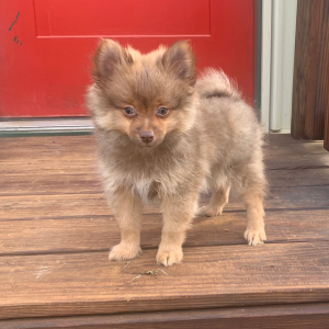Pomeranian Puppy Anderson