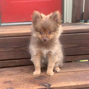 Pomeranian Puppy Anderson