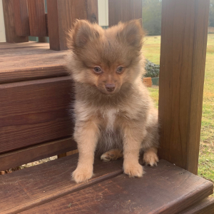 Pomeranian Puppy Anderson