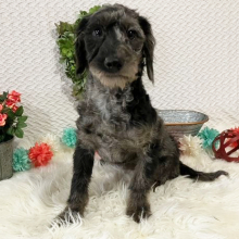 Labradoodle Puppy Brittany