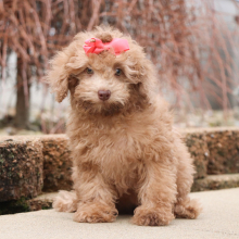Poodle Puppy Libbie