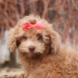 Poodle Puppy Libbie