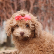 Poodle Puppy Libbie