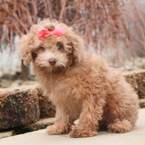 Poodle Puppy Libbie