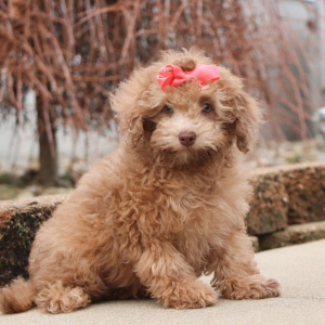 Poodle Puppy Libbie