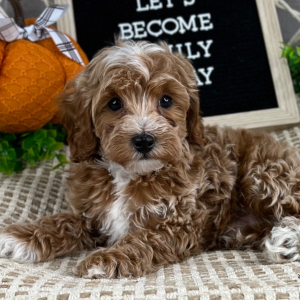 Cavapoo Puppy Ephraim