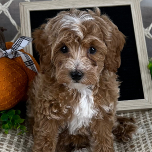 Cavapoo Puppy Ephraim