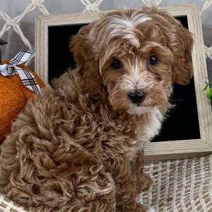 Cavapoo Puppy Ephraim