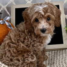 Cavapoo Puppy Ephraim
