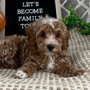 Cavapoo Puppy Ephraim