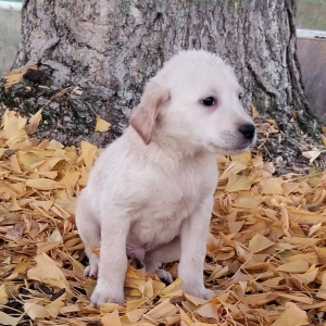 Labrador Retriever Puppy Jack Frost