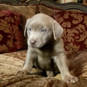 Labrador Retriever Puppy Sterling