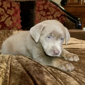 Labrador Retriever Puppy Sterling