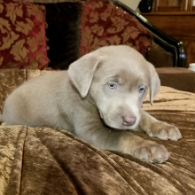 Labrador Retriever Puppy Sterling