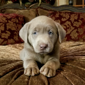 Labrador Retriever Puppy Sterling