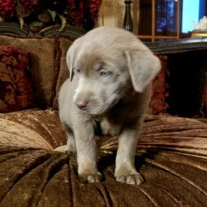 Labrador Retriever Puppy Sterling