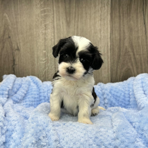 Havanese Puppy Perry