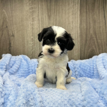 Havanese Puppy Perry