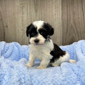 Havanese Puppy Perry