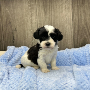 Havanese Puppy Perry