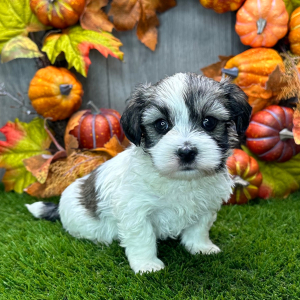 Havanese Puppy Arden