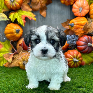 Havanese Puppy Arden