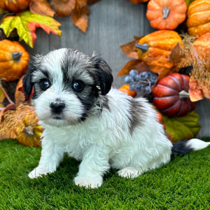 Havanese Puppy Arden