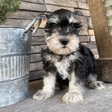 Miniature Schnauzer Puppy Sherry