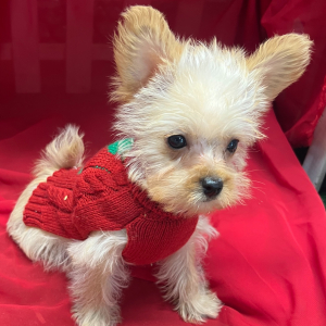 Maltipoo Puppy Pierre