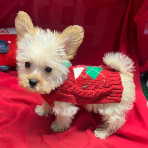 Maltipoo Puppy Pierre